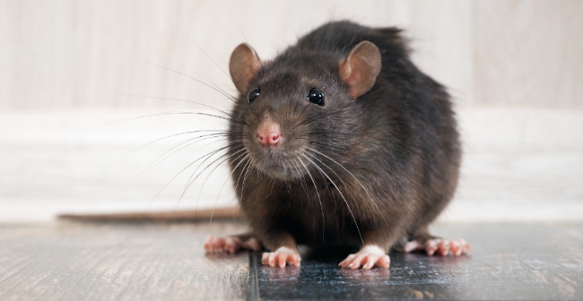 Comment se débarrasser des rats dans un élevage ?